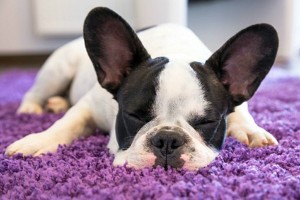 sleeping dog carpet