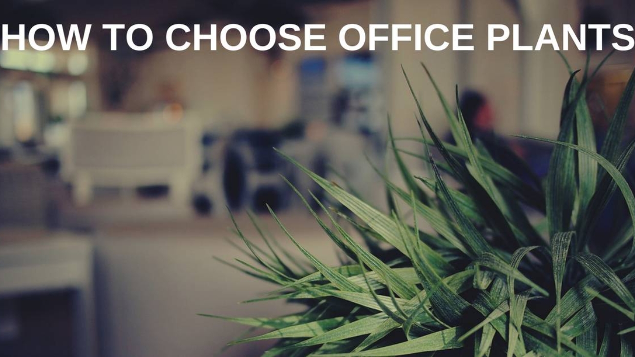 how to choose office plants