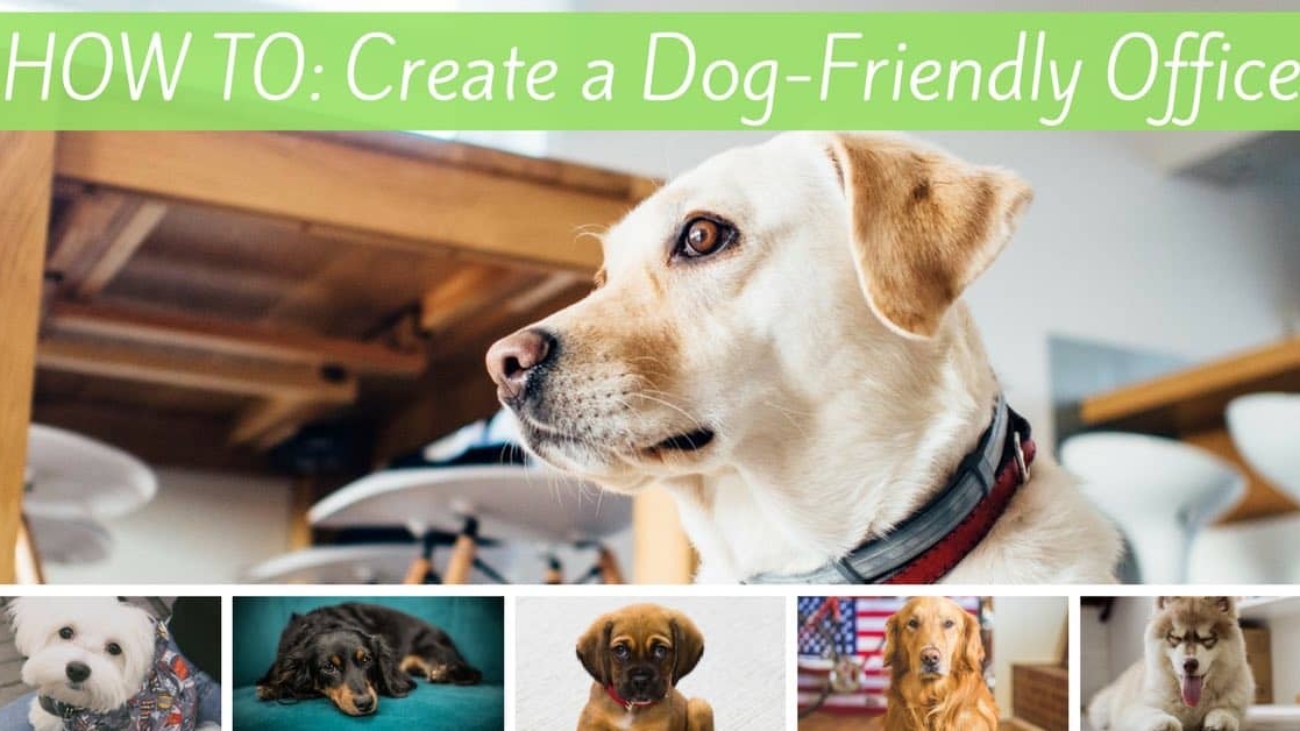how to create a dog friendly office