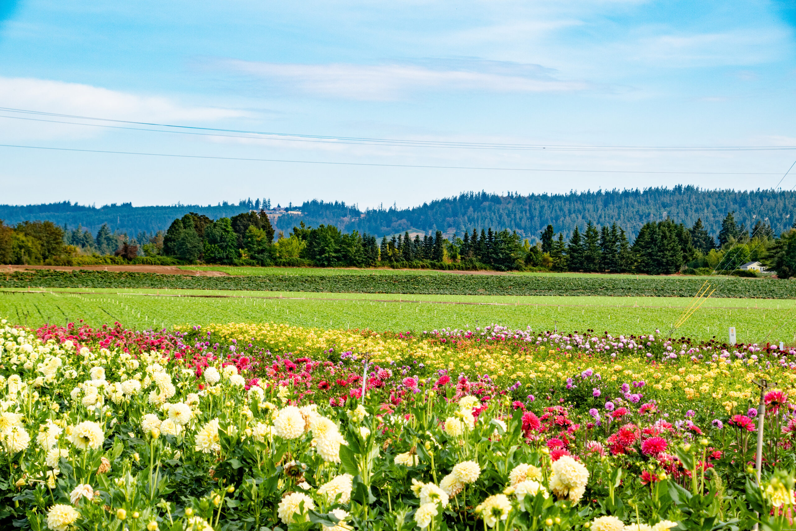 Canby Cleaning and Janitorial Services